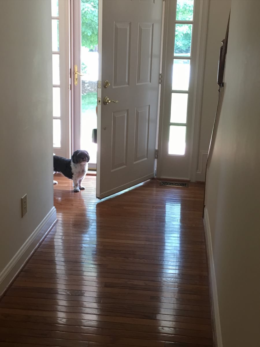 Scout — Chief Barketing Officer